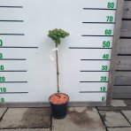 Jedľa Veitchova (Abies veitchii) ‘HEDDERGOTT’ - výška 50-60 cm, kont. C3L - NA KMIENKU
